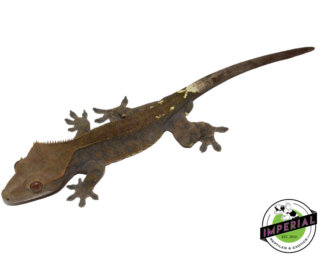 Cappuccino Crested Gecko Adult Male (#21924-01)