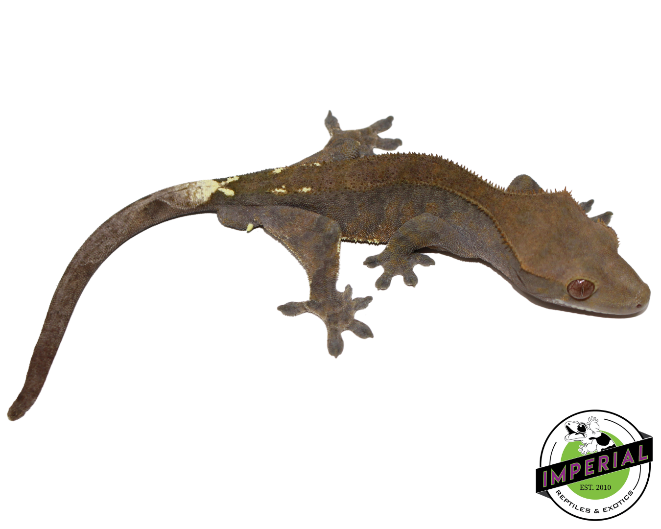 Cappuccino Crested Gecko Adult Male (#21924-01) — image 2