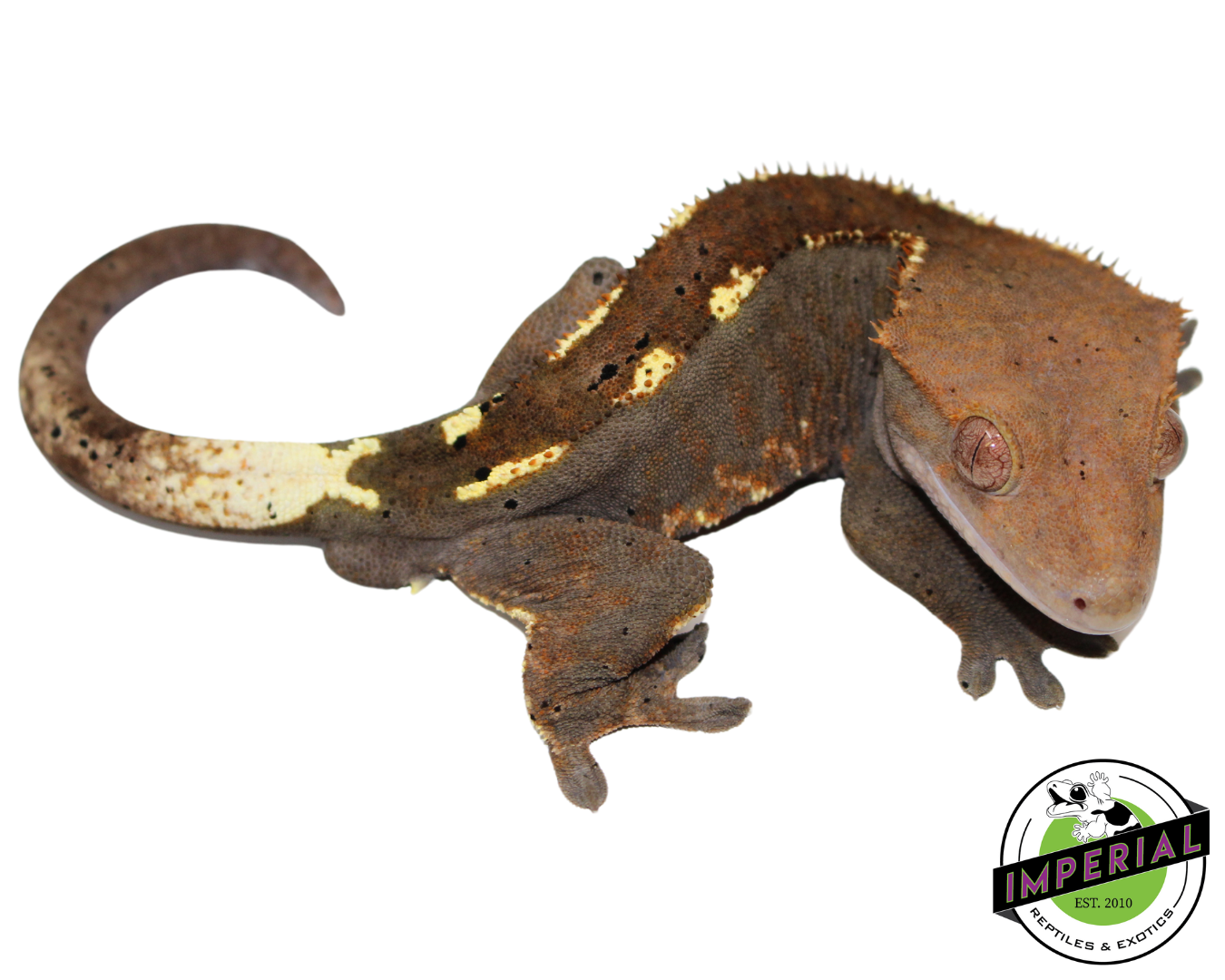 Cappuccino Crested Gecko Adult Male (#21924-02) — image 2