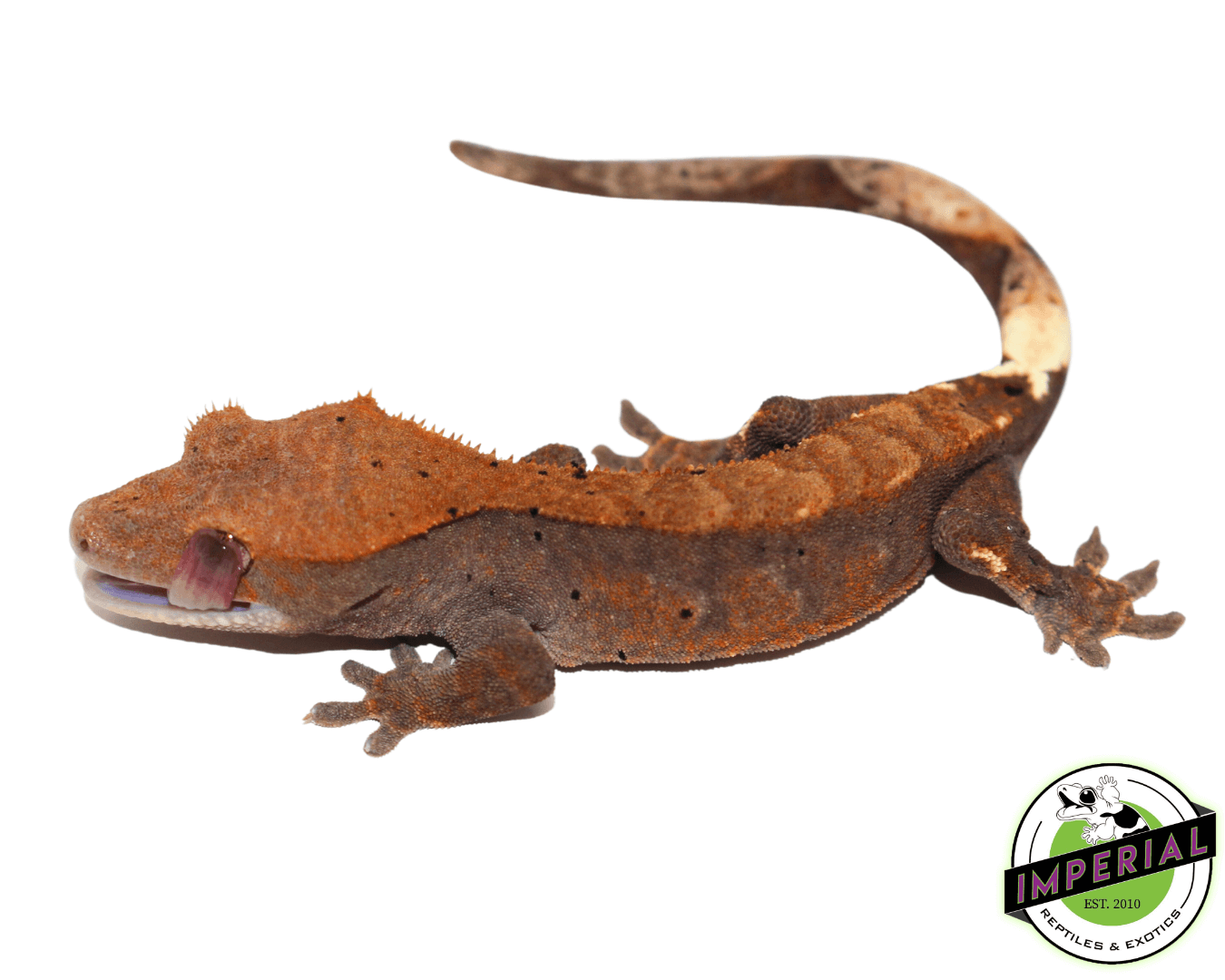 Cappuccino Crested Gecko Baby (#41123-01) — image 2