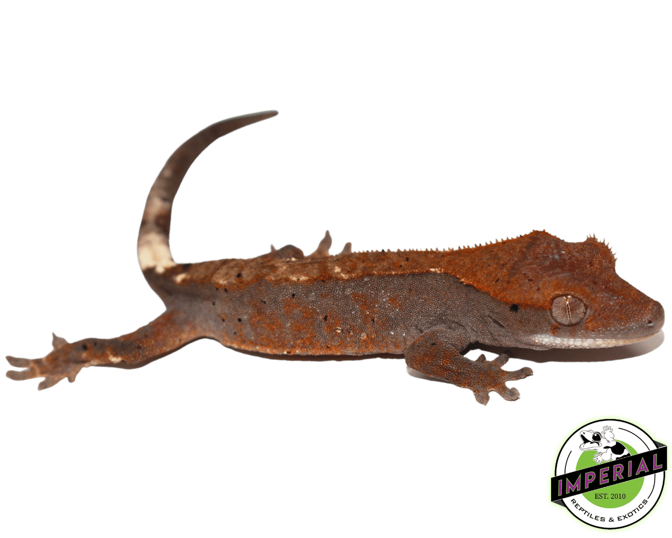 Cappuccino Crested Gecko Baby (#41123-02) — image 2