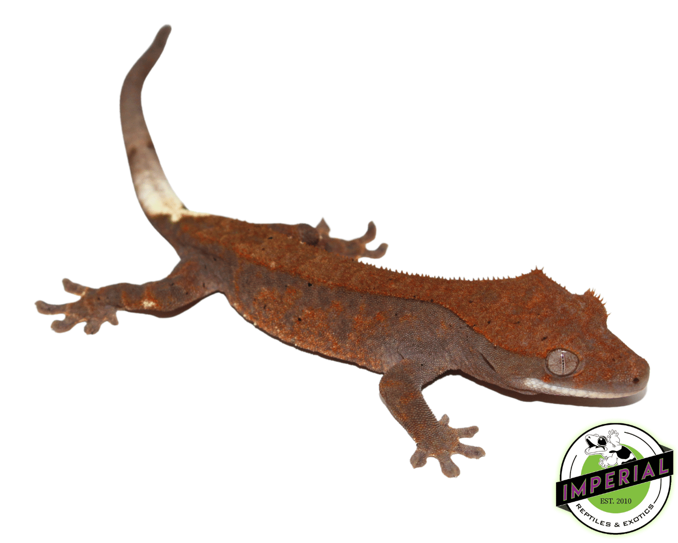 Cappuccino Crested Gecko Baby (#61423-03)