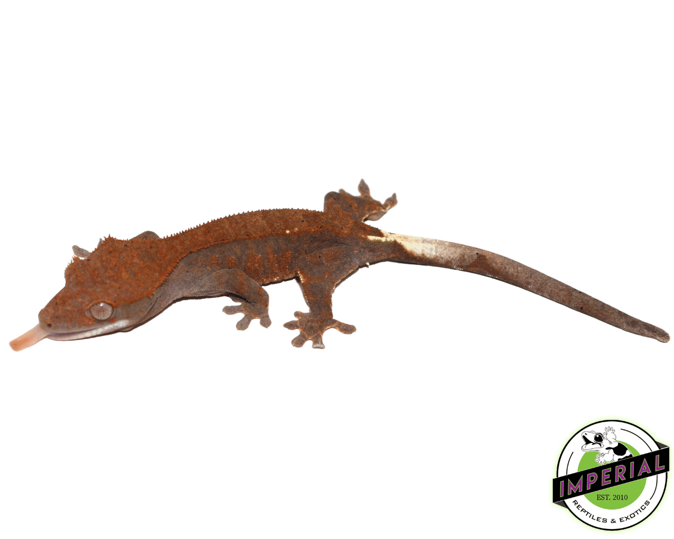 Cappuccino Crested Gecko Baby (#61423-03) — image 2