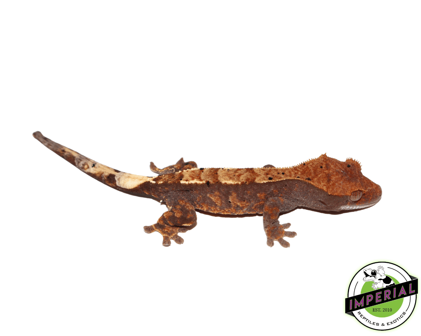 Cappuccino Crested Gecko Baby