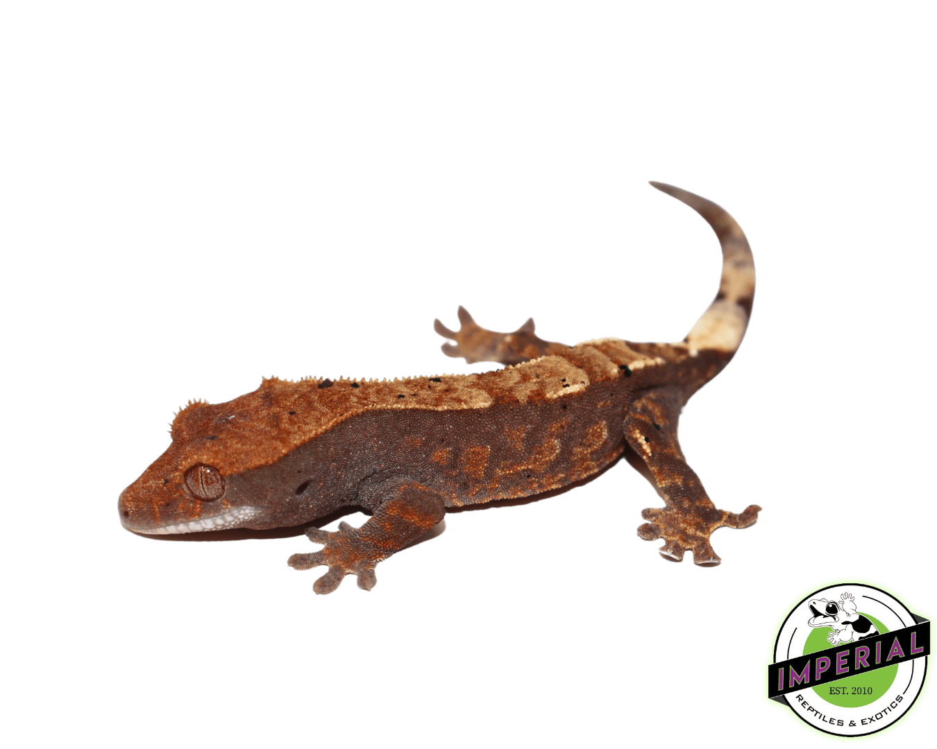 Cappuccino Crested Gecko Baby — image 2