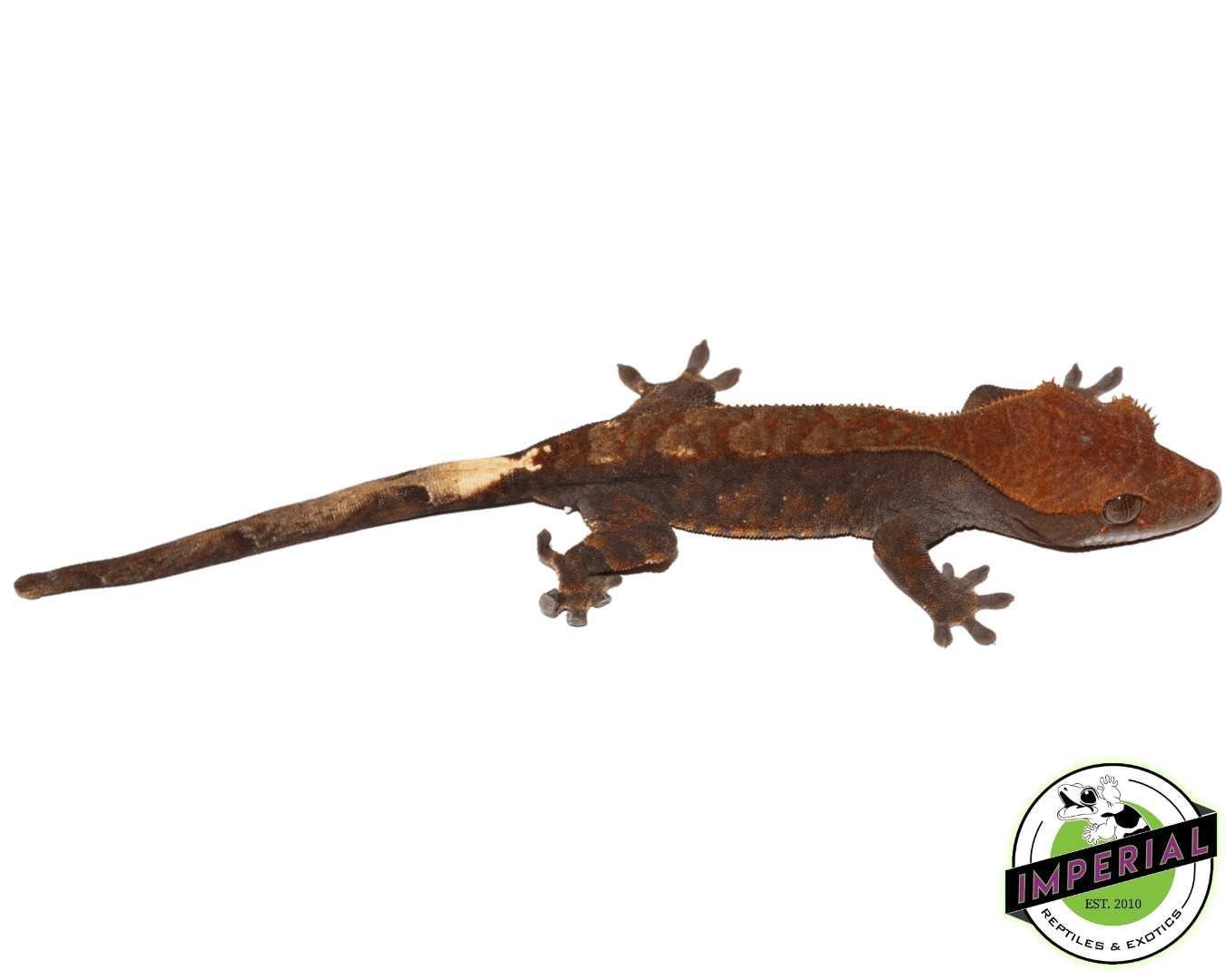 Cappuccino Crested Gecko Juvenile Male (#41123-03) — image 2
