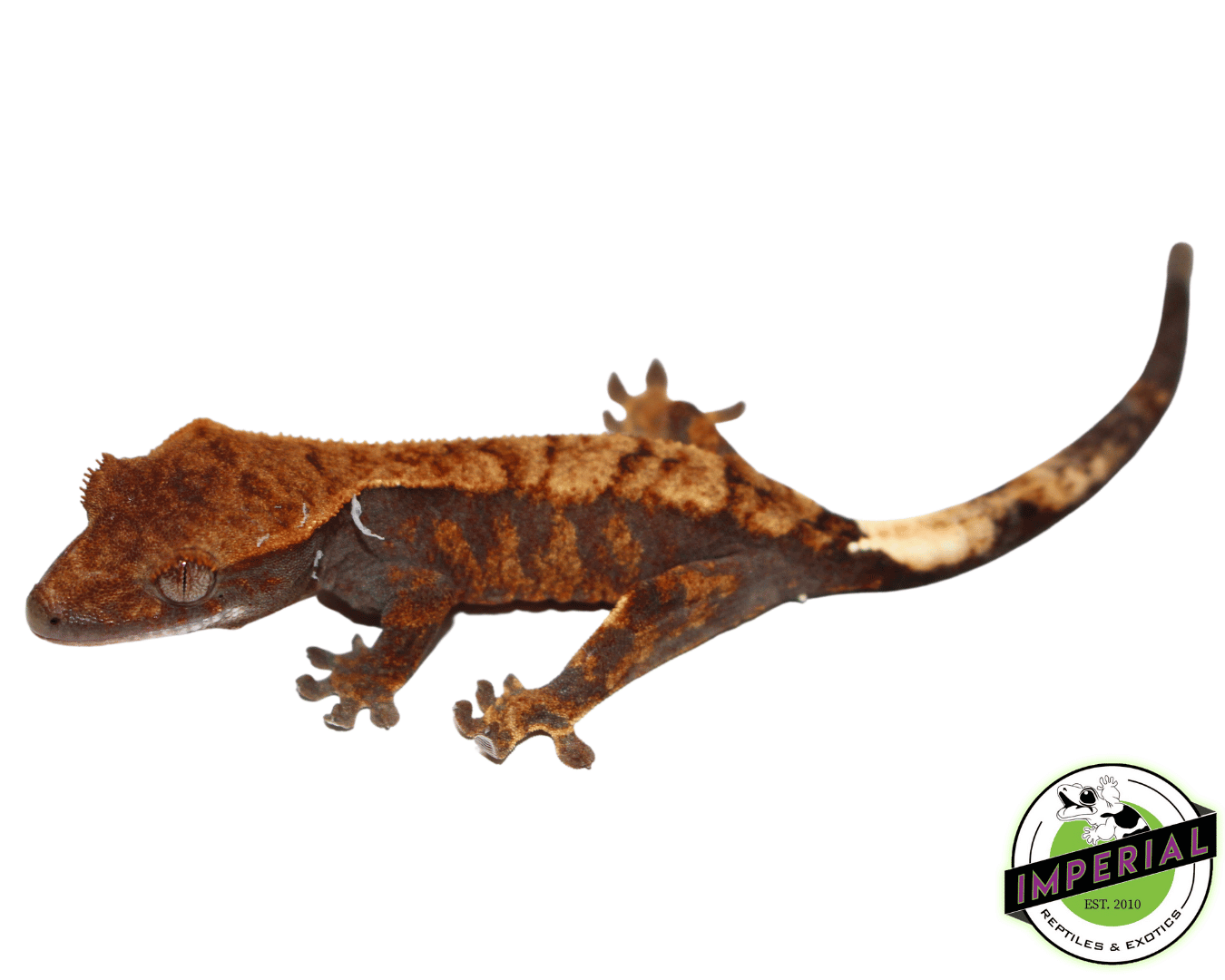 Cappucino Crested Gecko Baby (#102023-01) — image 2