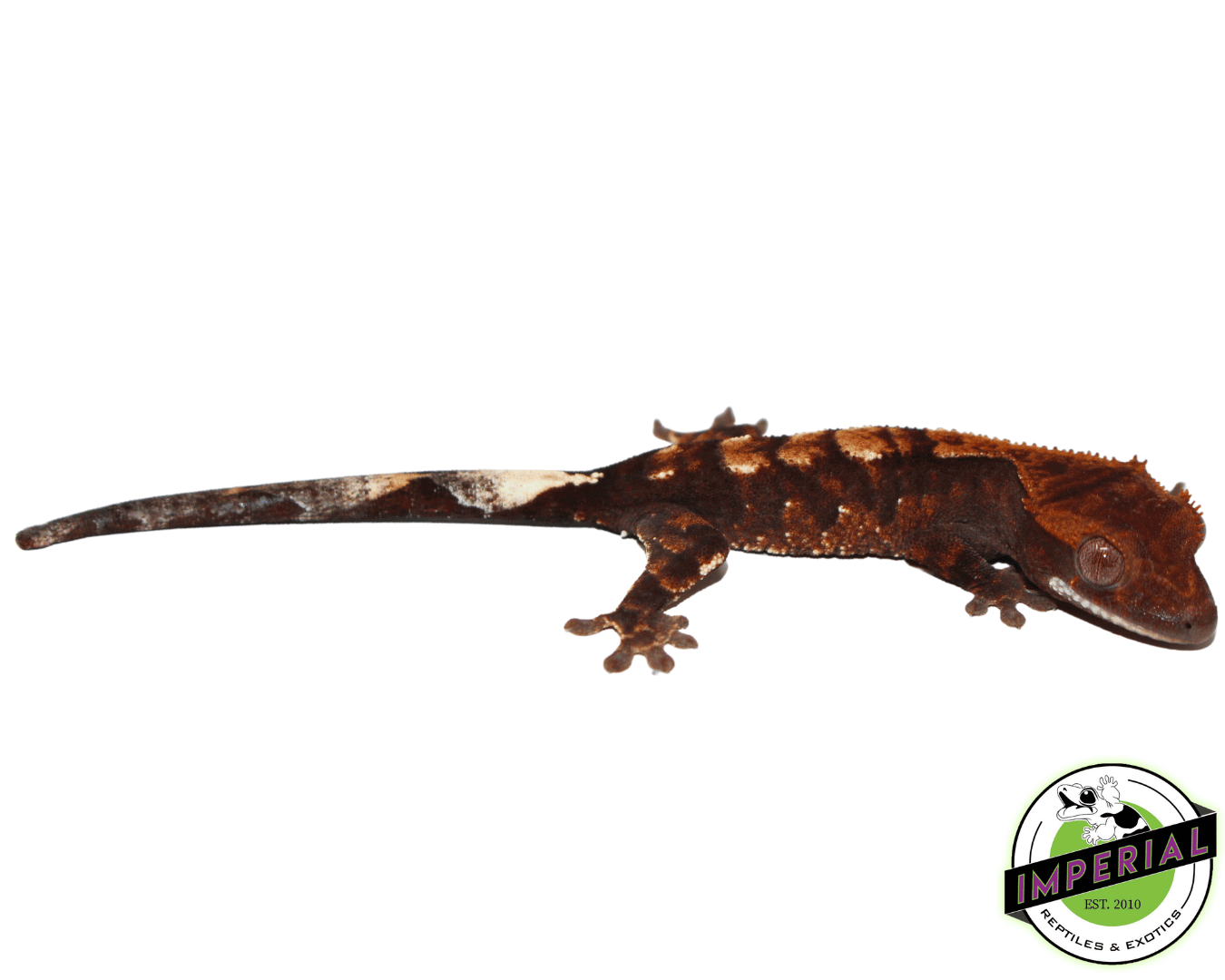 Cappucino Crested Gecko Baby (#102023-02)