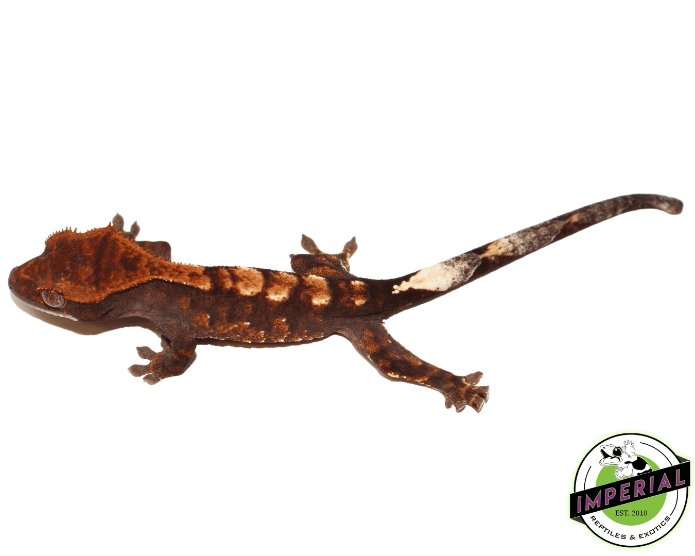 Cappucino Crested Gecko Baby (#102023-02) — image 2