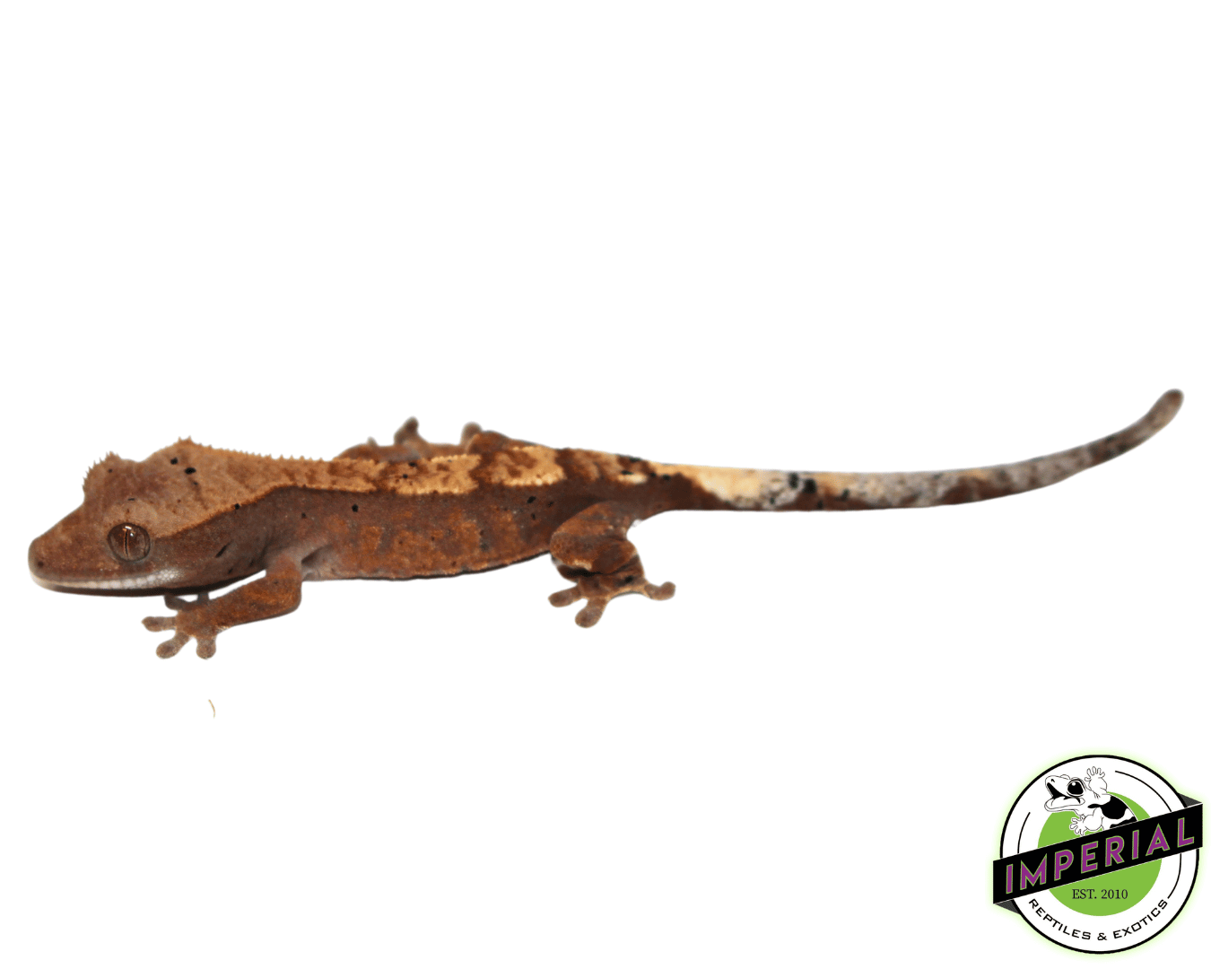 Cappucino Crested Gecko Baby (#111723-04)