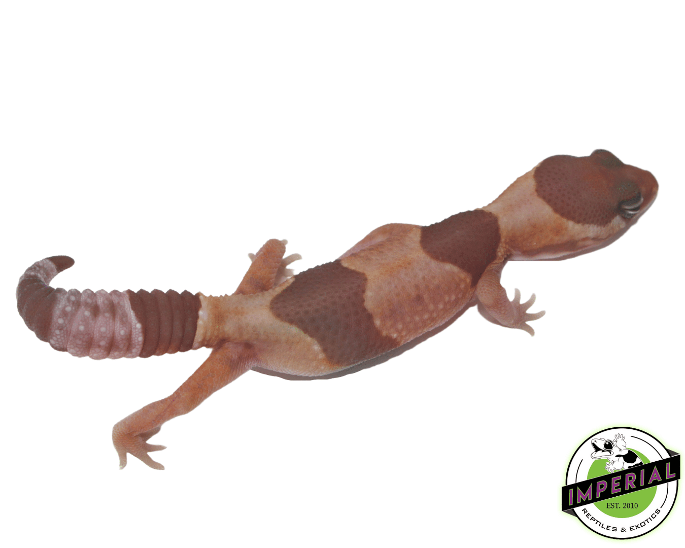 Caramel Albino African Fat Tail Gecko Baby