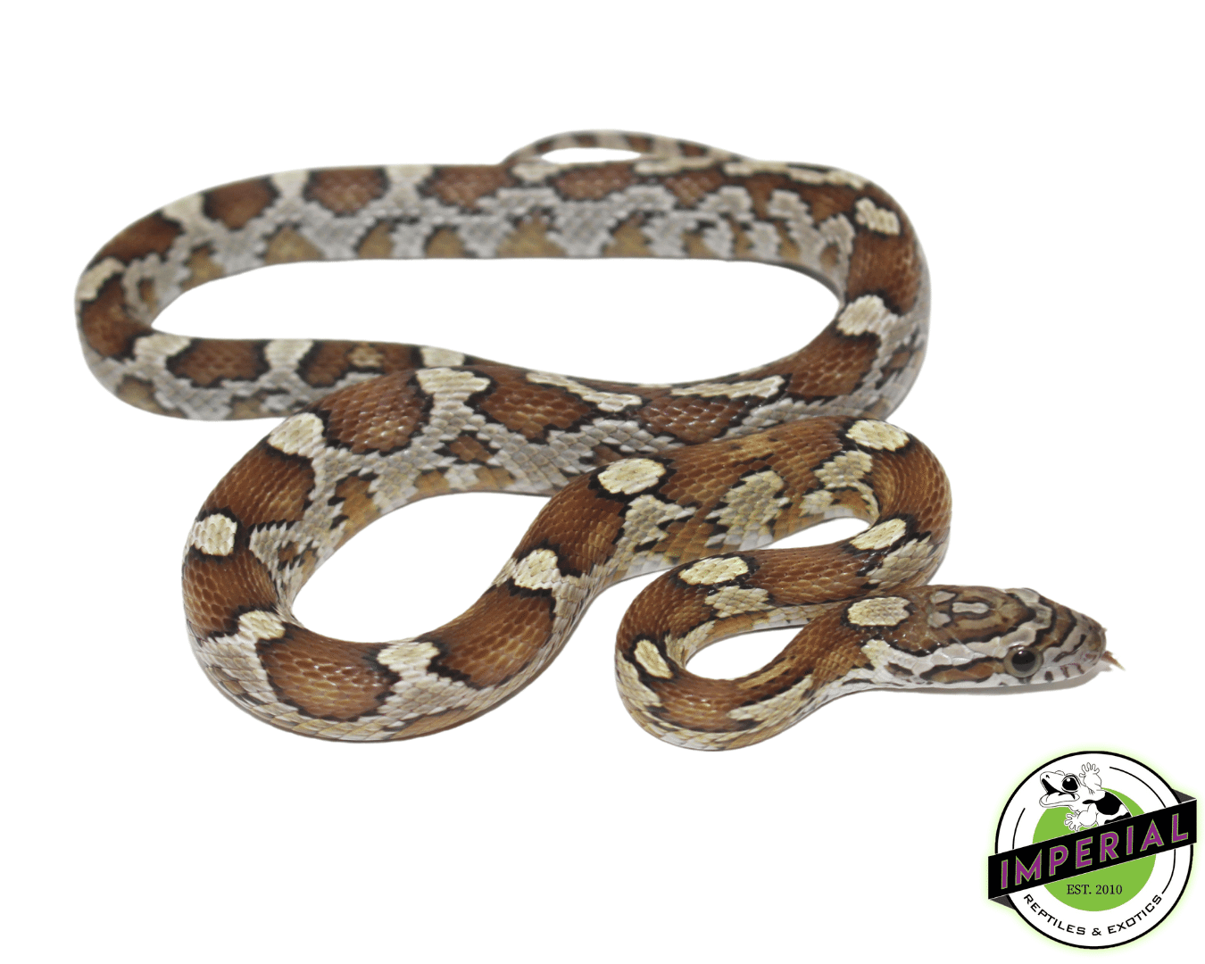 Caramel Corn Snake Baby — image 2