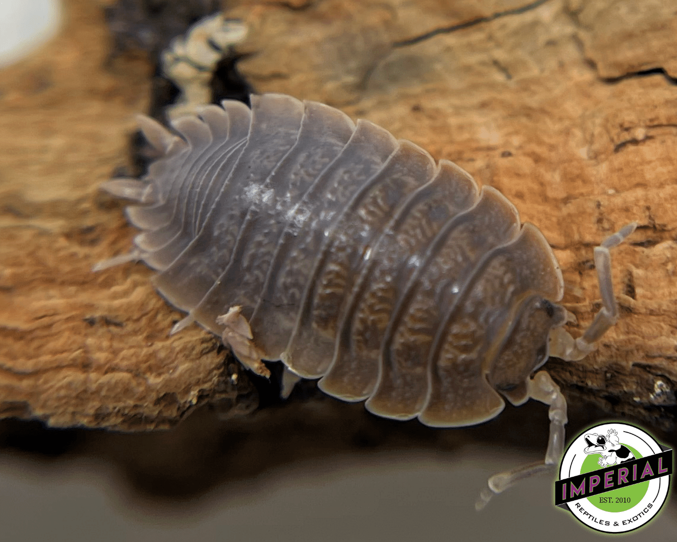 Caramel Isopods — image 2