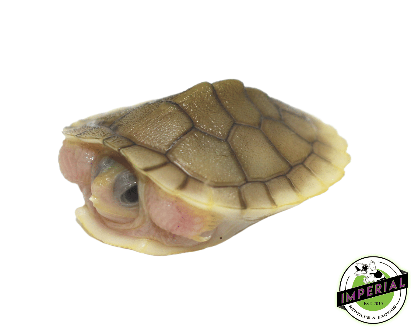 Caramel Pink Red Ear Slider Turtle Baby — image 2
