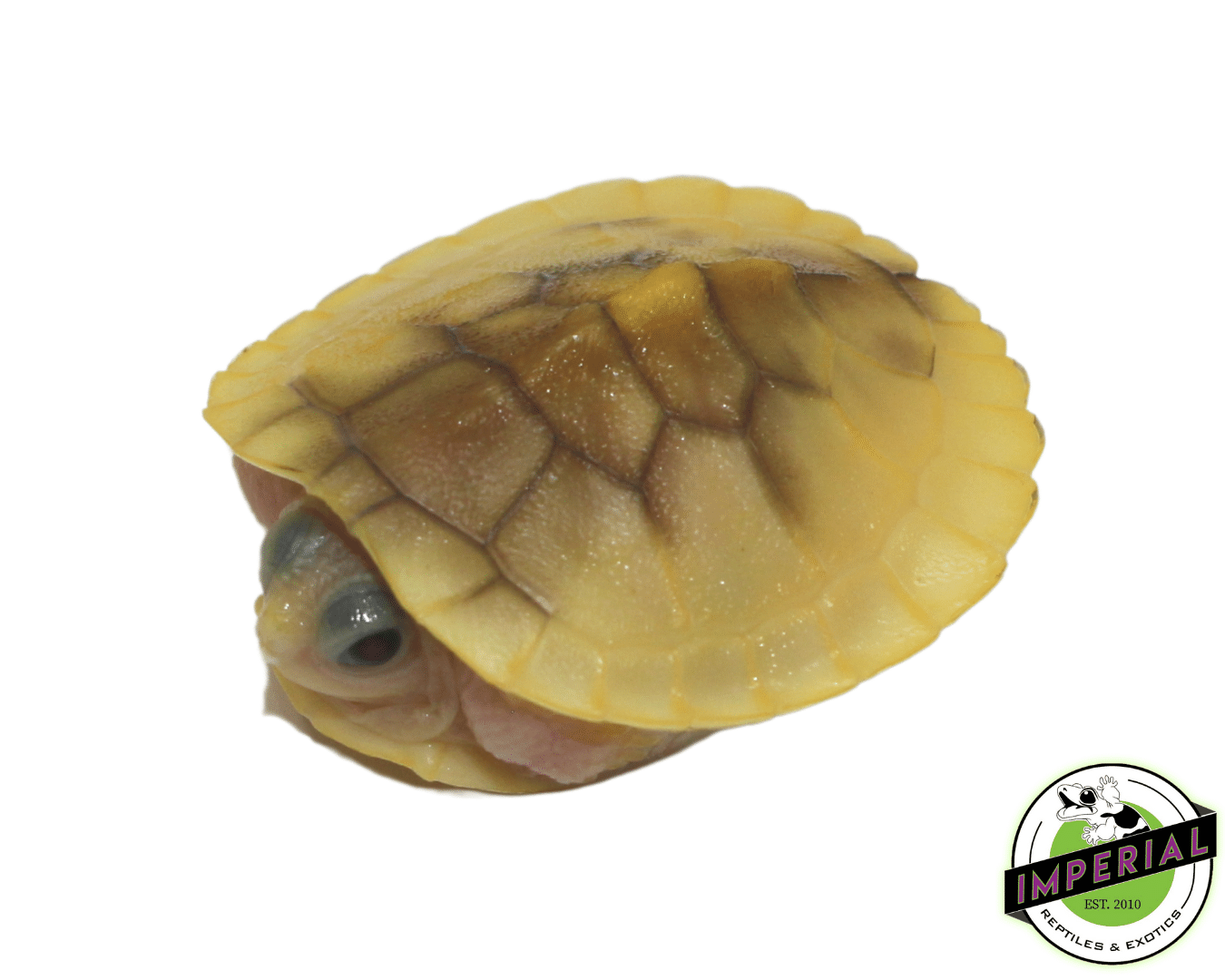 Caramel Pink Red Ear Slider Turtle Baby