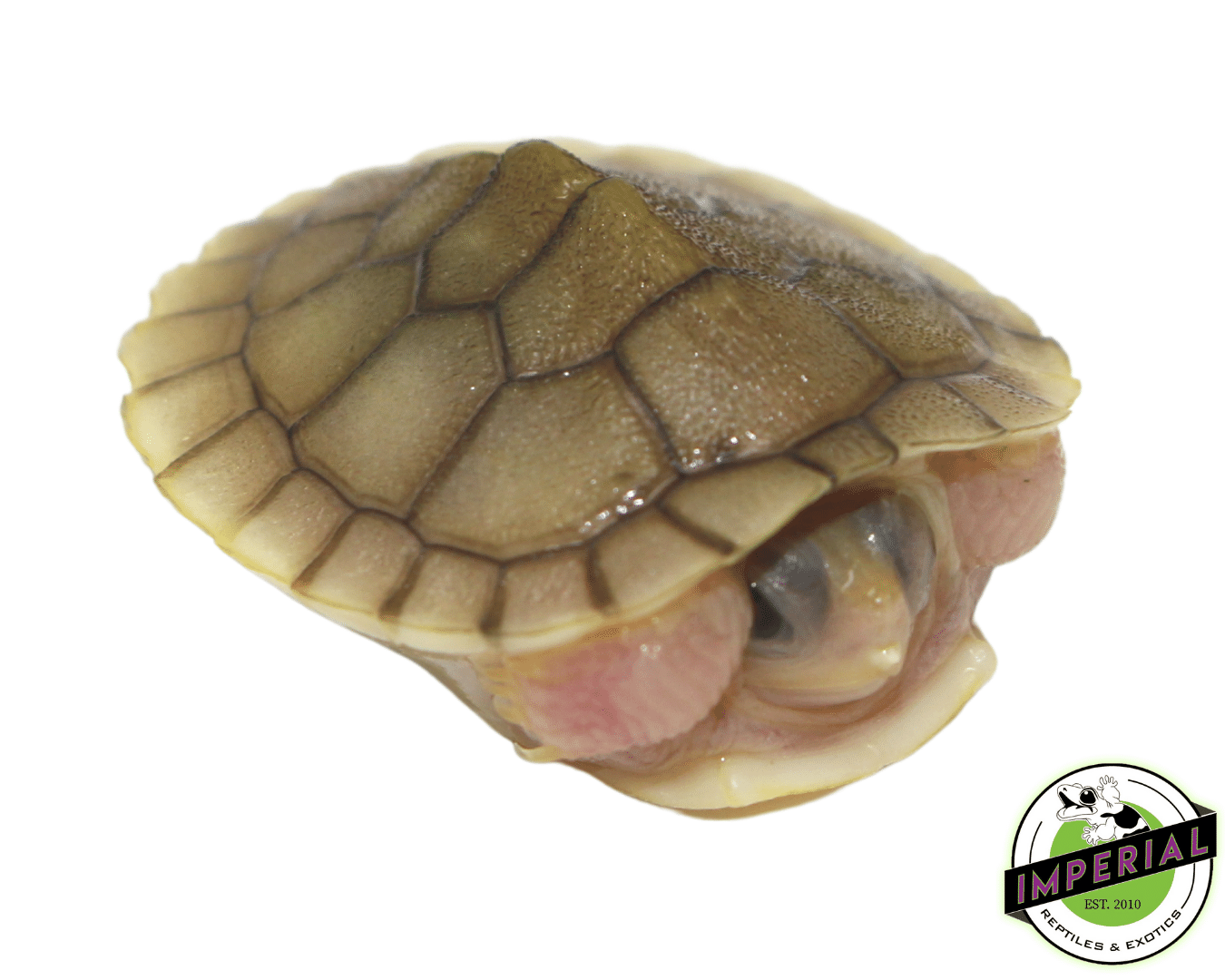 Caramel Pink Red Ear Slider Turtle Baby — image 3