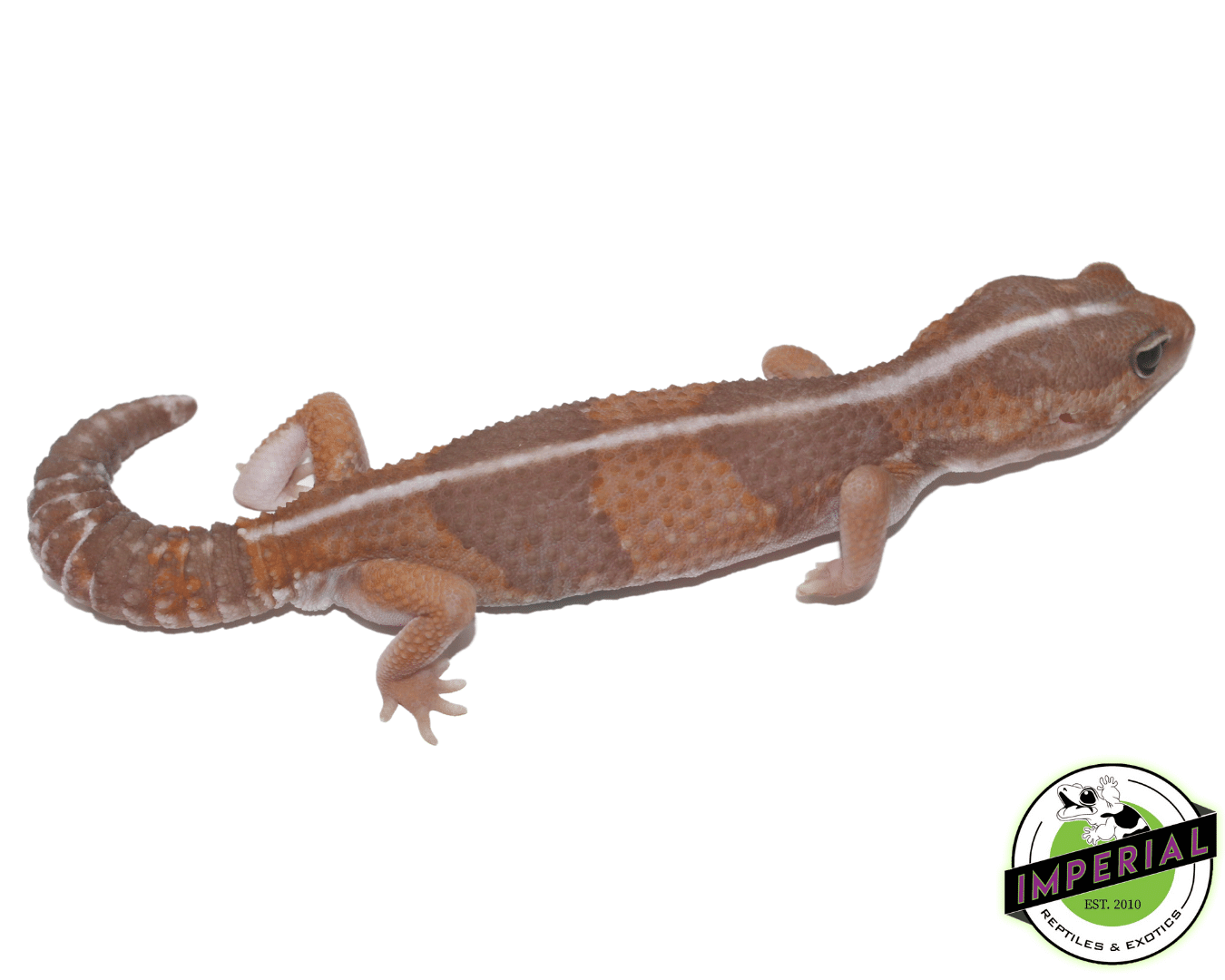 Caramel Stripe African Fat Tail Gecko Adult — image 2