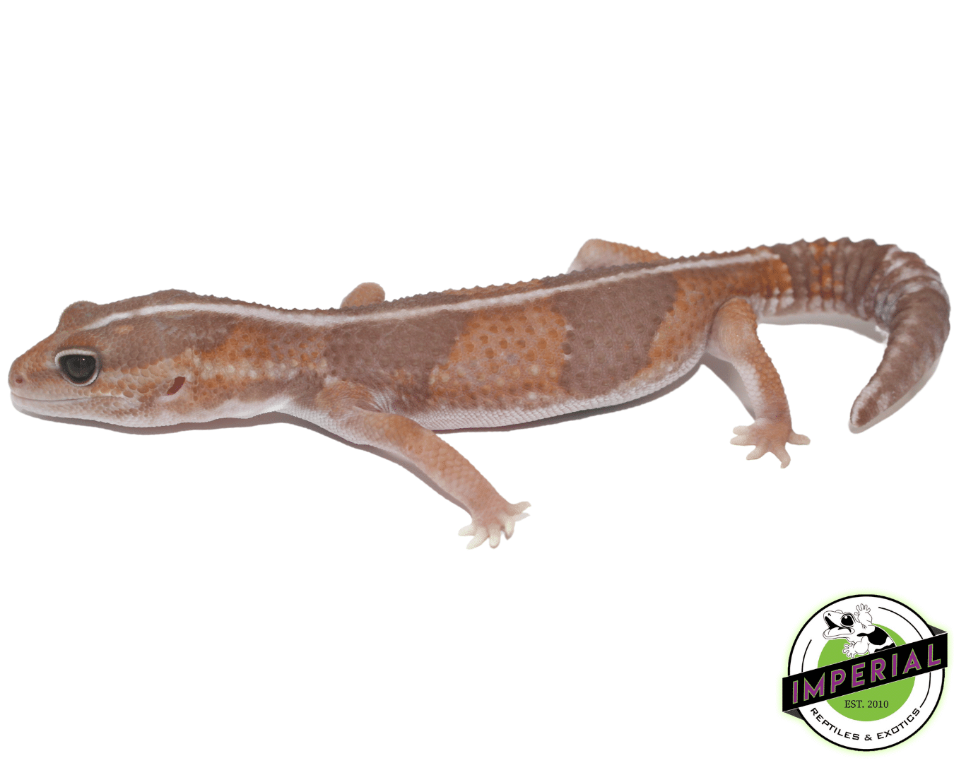 Caramel Stripe African Fat Tail Gecko Adult