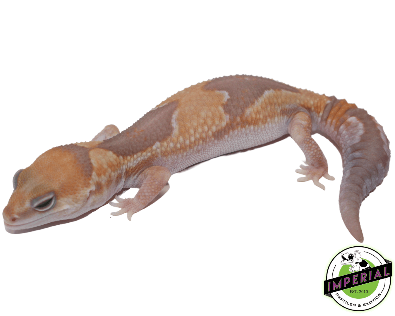 Caramel Zulu African Fat Tail Gecko — image 2