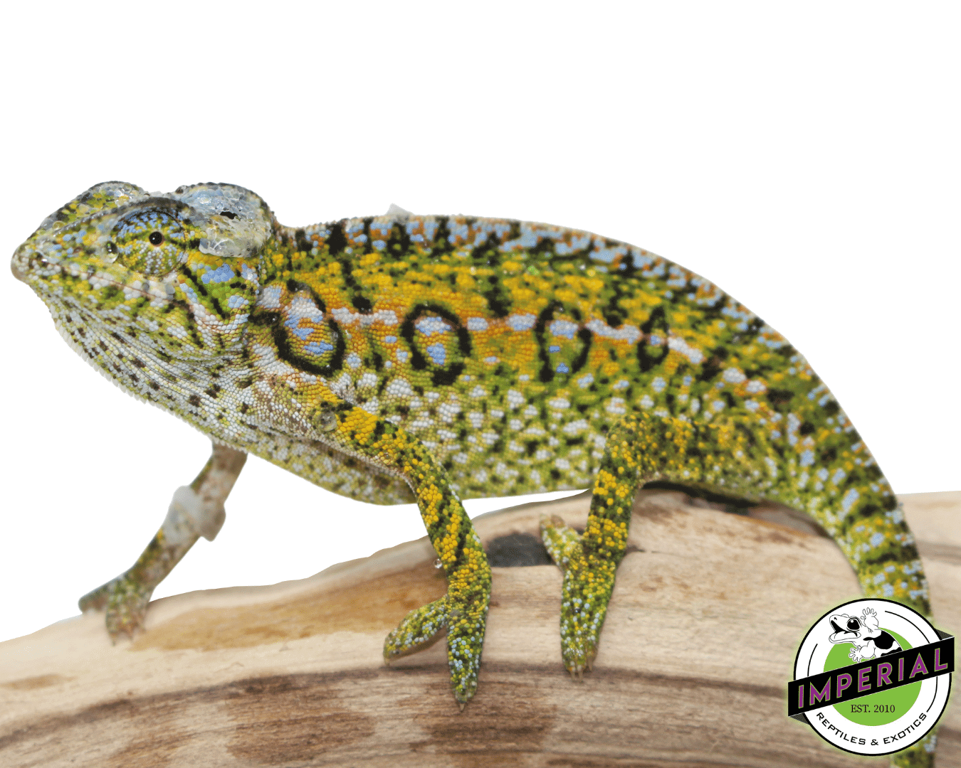 Carpet Chameleon — image 2
