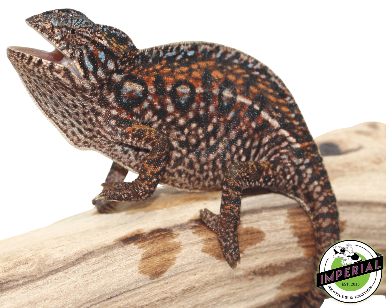 Carpet Chameleon — image 3