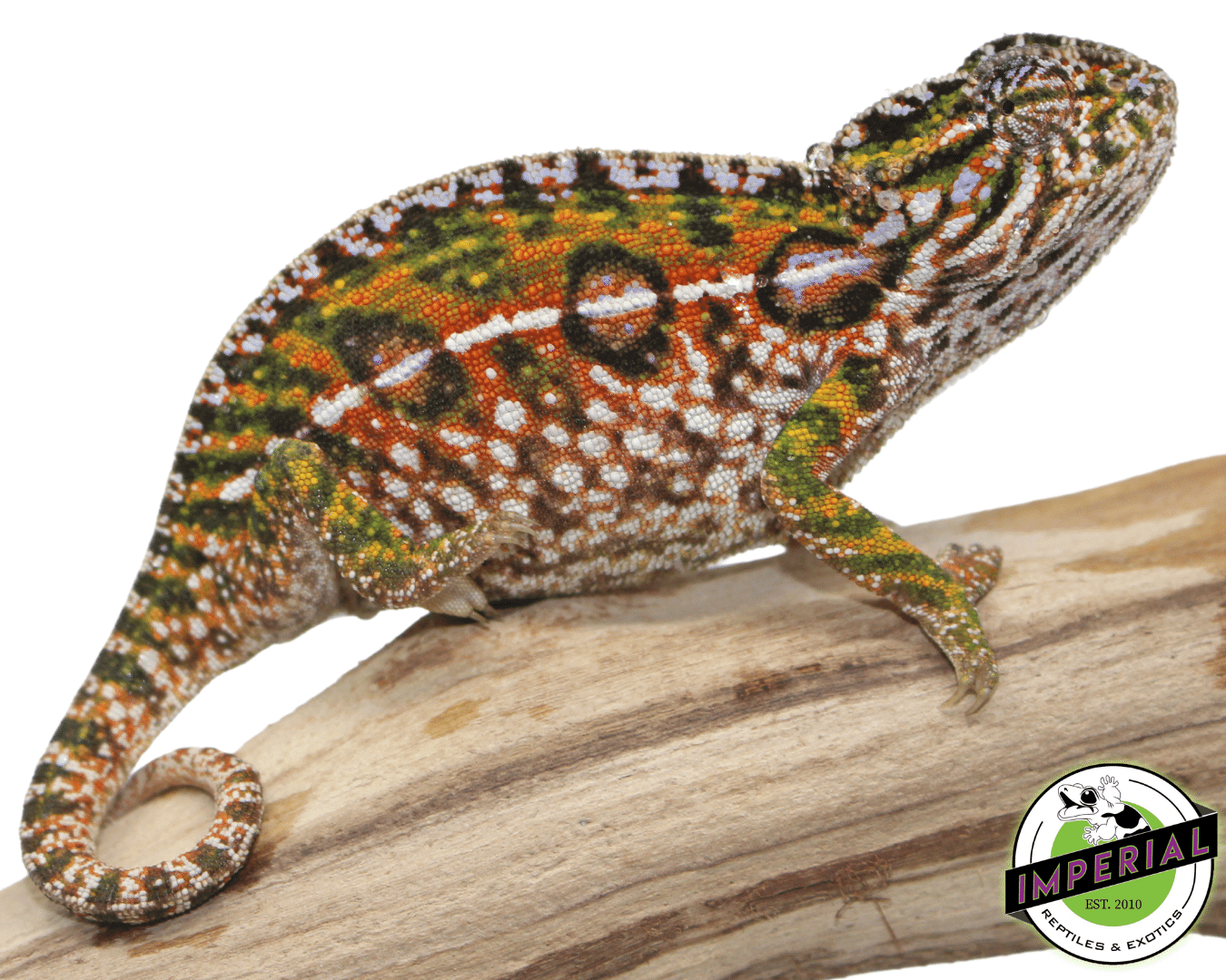 Carpet Chameleon