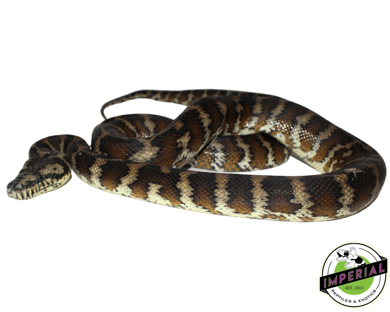 Carpet Python Adult