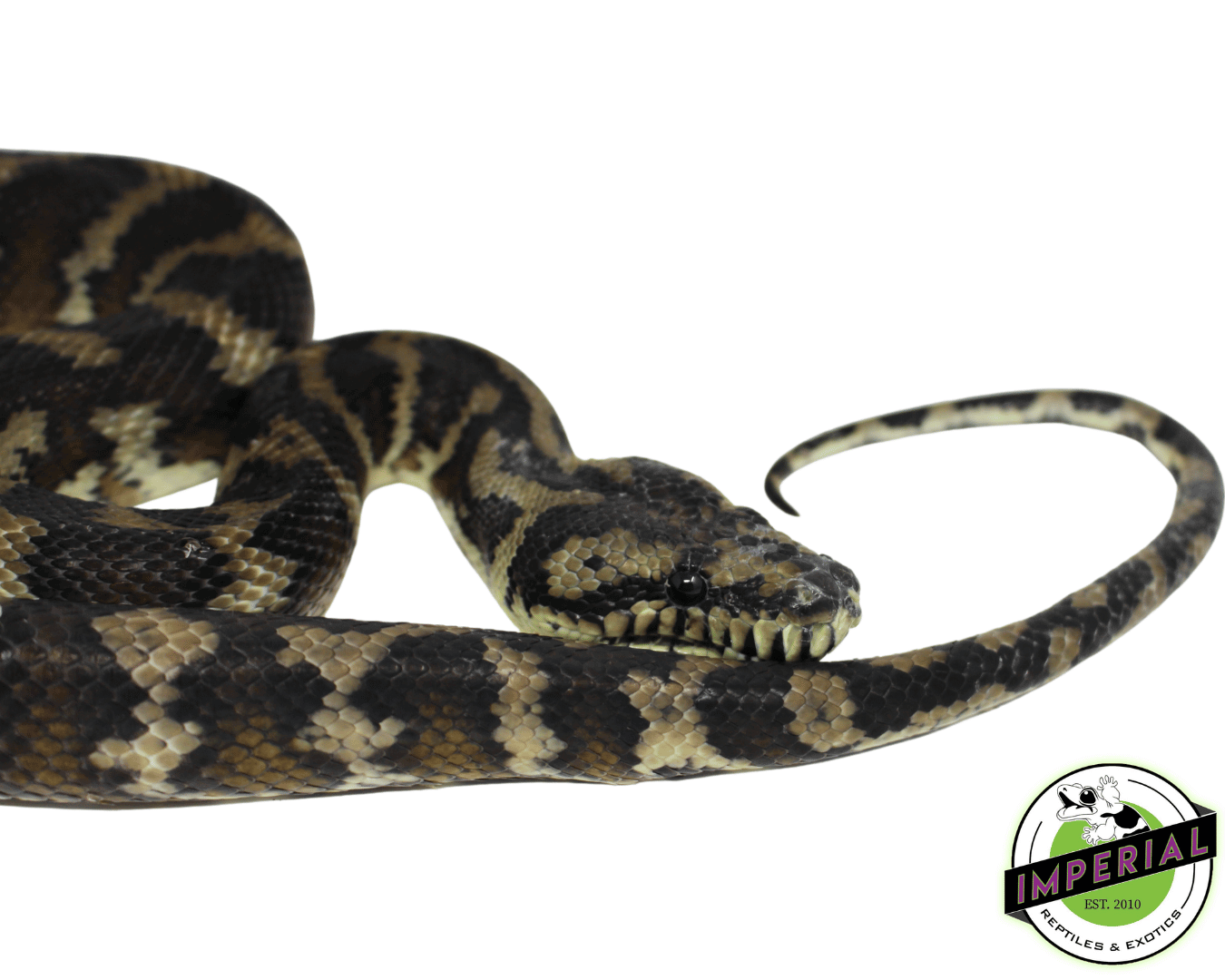 Carpet Python Adult — image 2