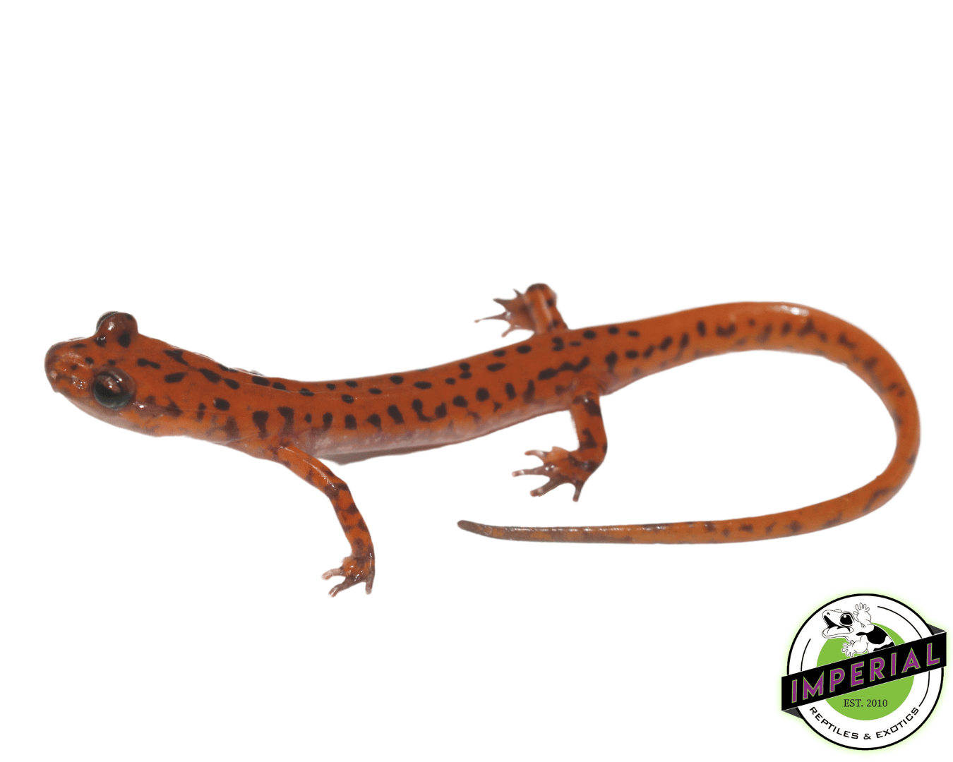 Cave Salamander (Eurycea Lucifuga)