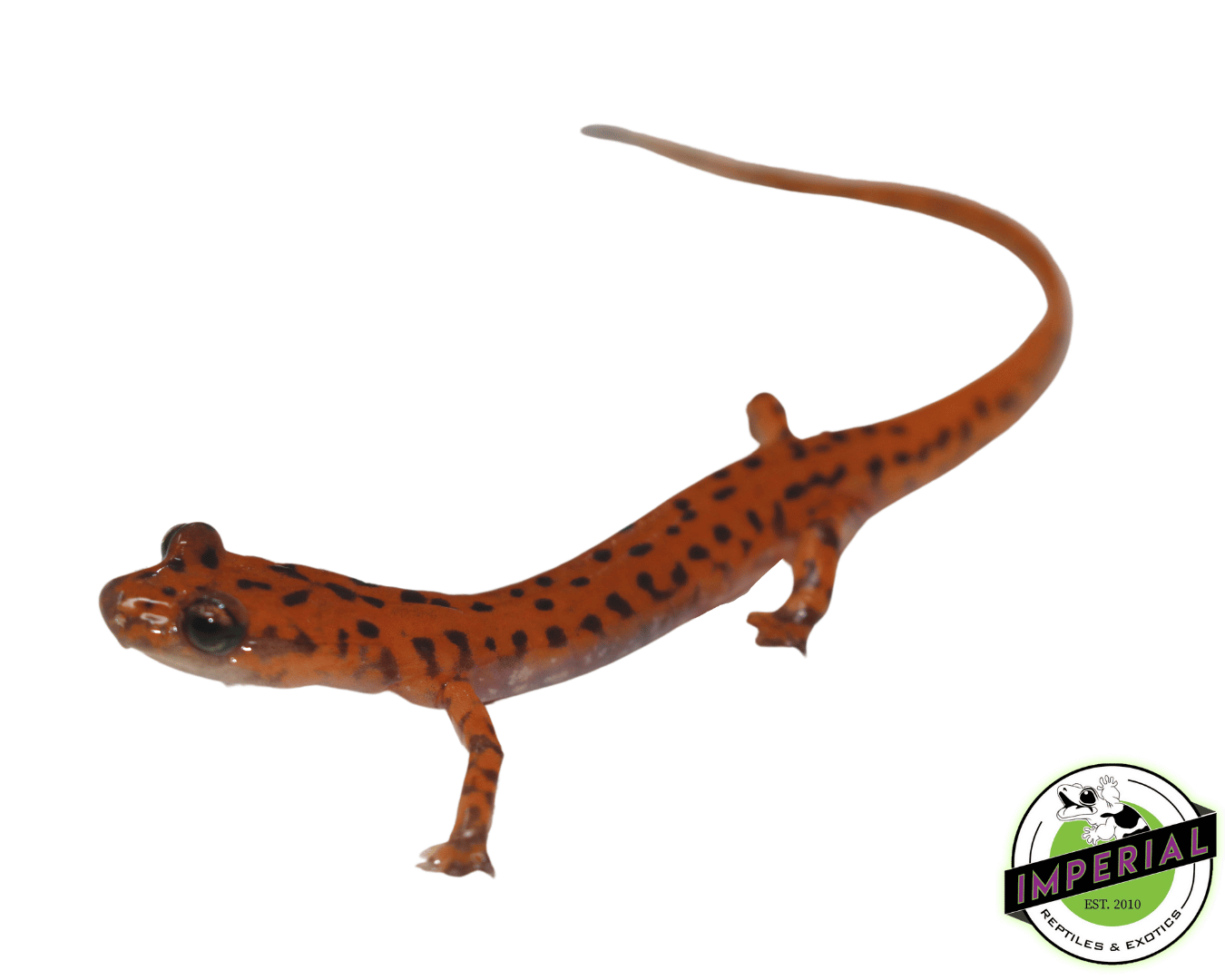 Cave Salamander (Eurycea Lucifuga) — image 2