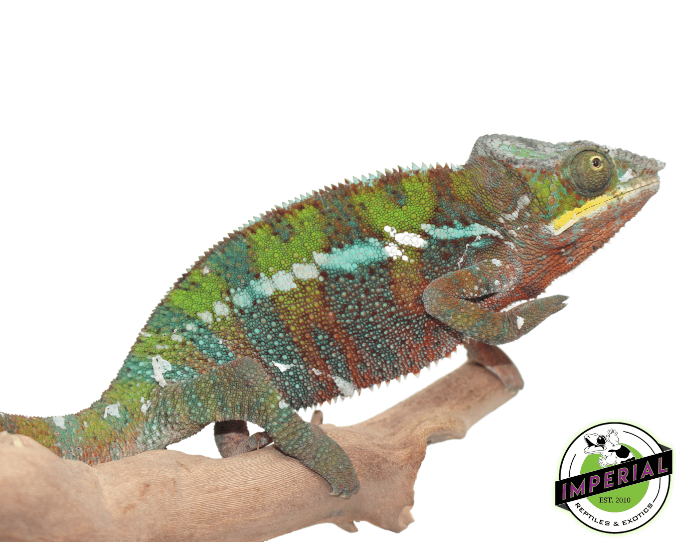 CB Ambilobe Panther Chameleon