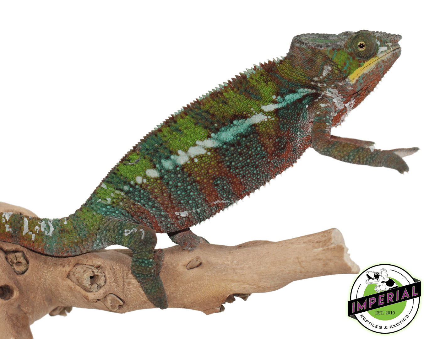 CB Ambilobe Panther Chameleon — image 2