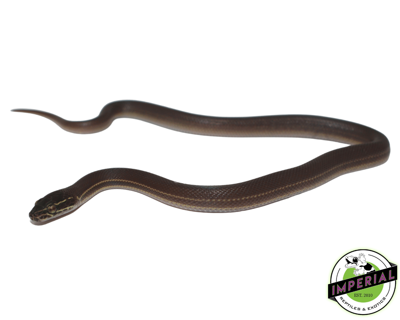 CB Brown African House Snake Male