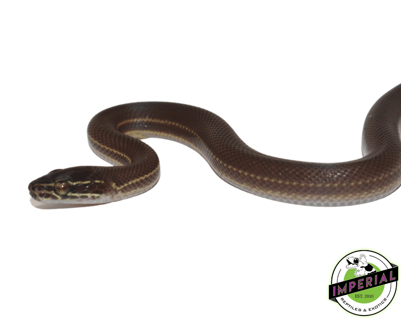 CB Brown African House Snake Male — image 2