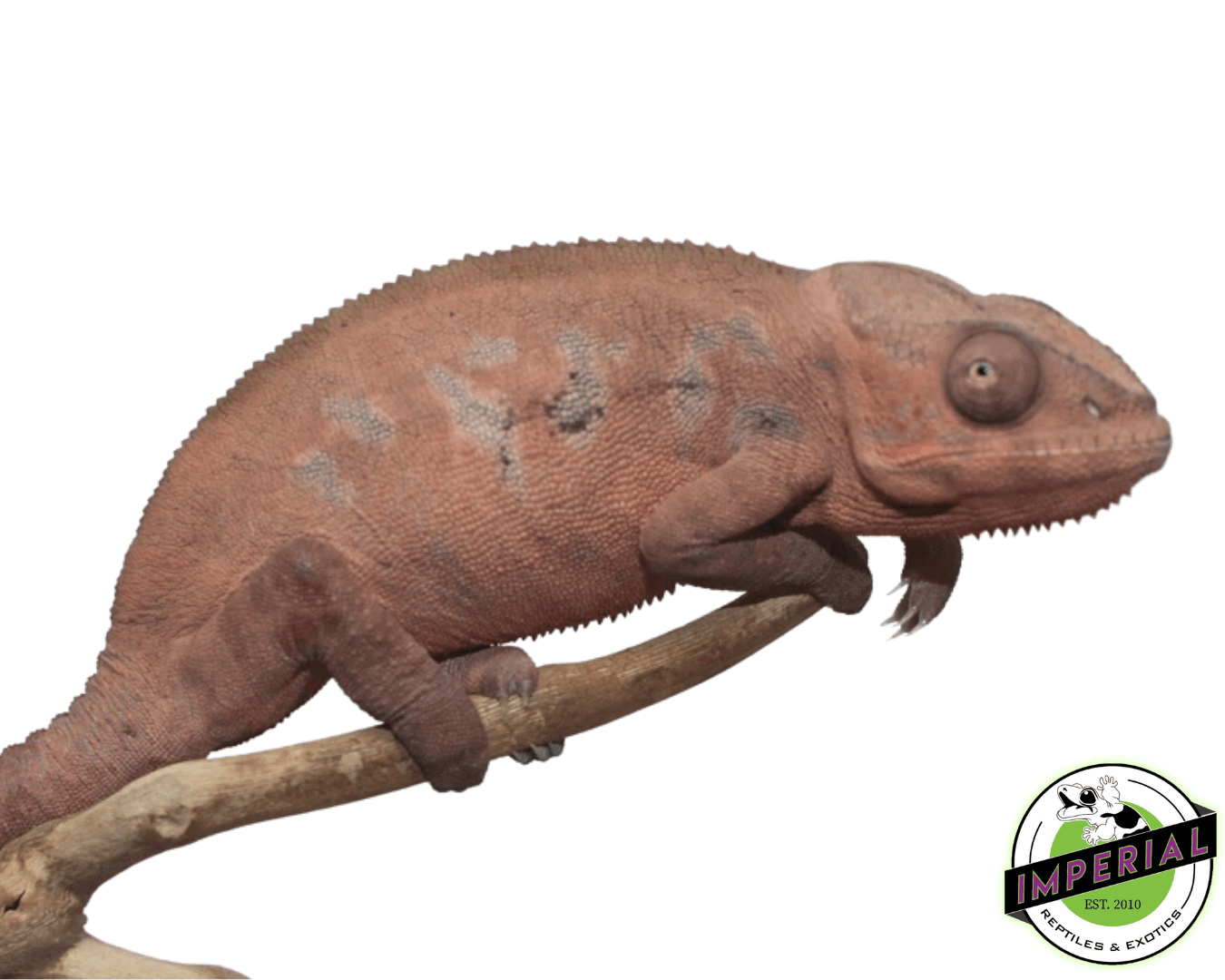 CB Panther Chameleon Female