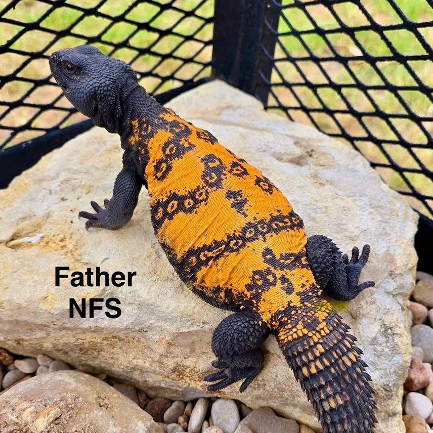 CB Uromastyx Dispar Flavifasciata (Orange Banded) — image 2