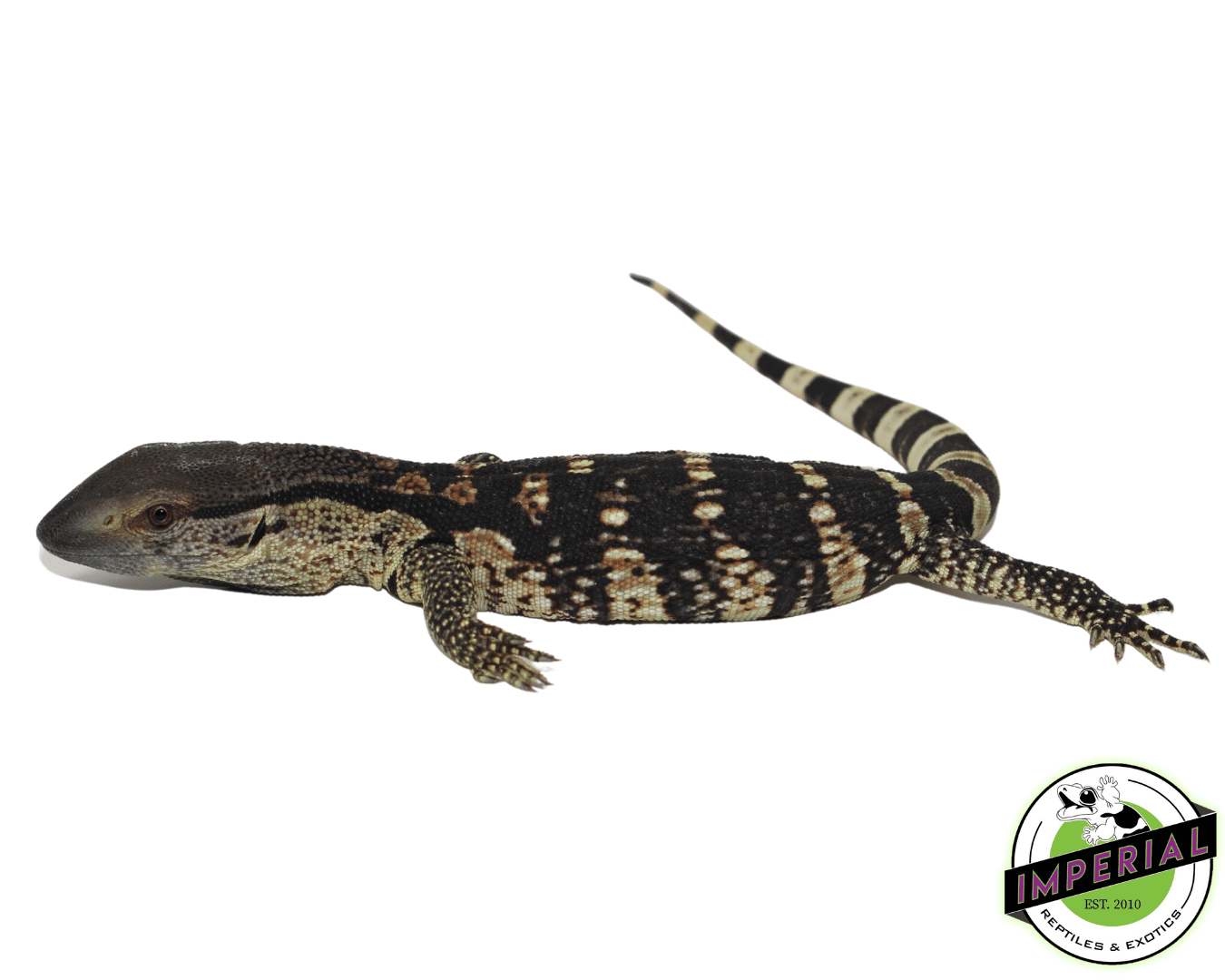 CB White Throat Monitor Baby