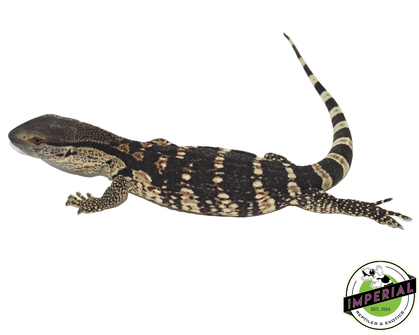CB White Throat Monitor Baby — image 3