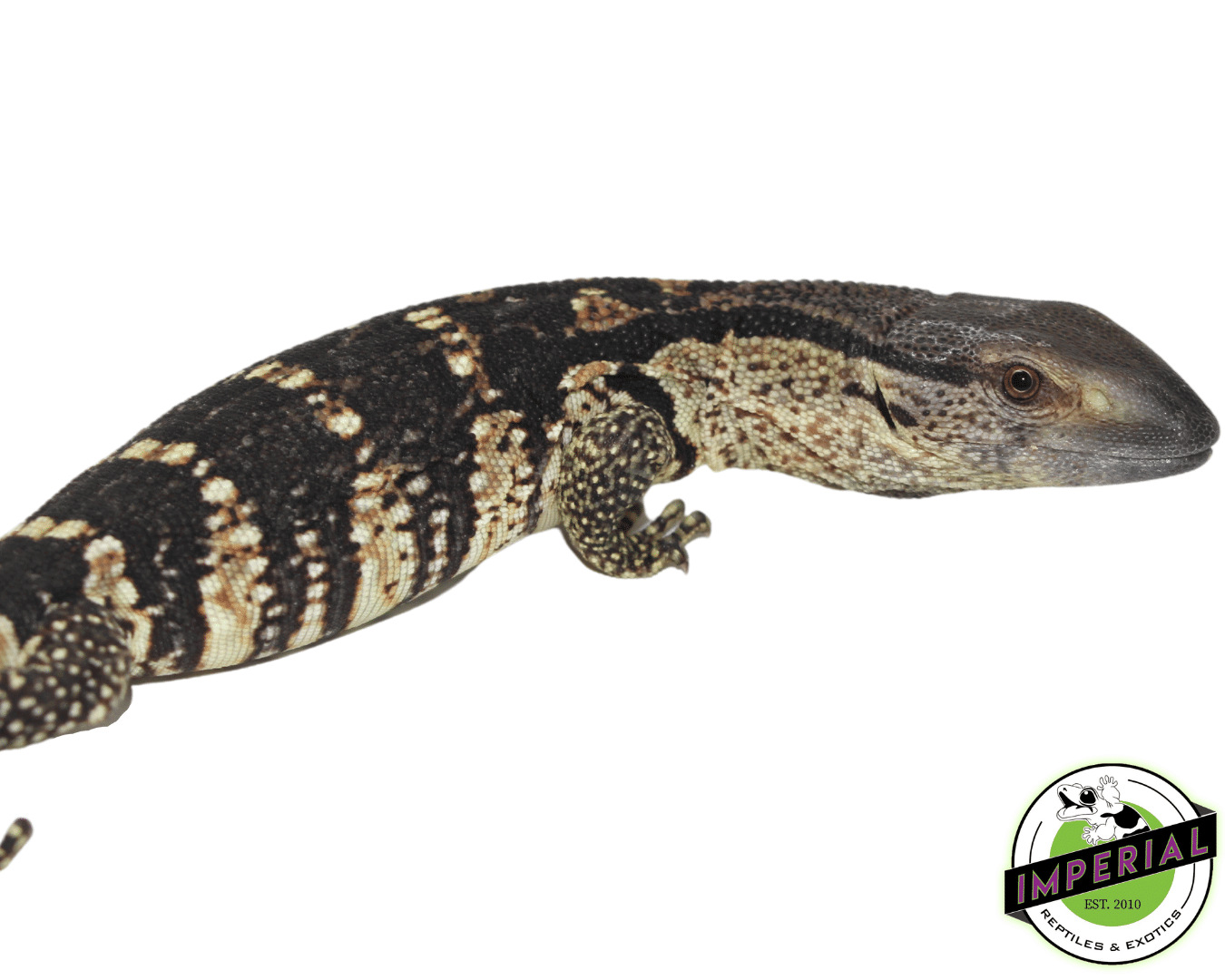CB White Throat Monitor Baby — image 2