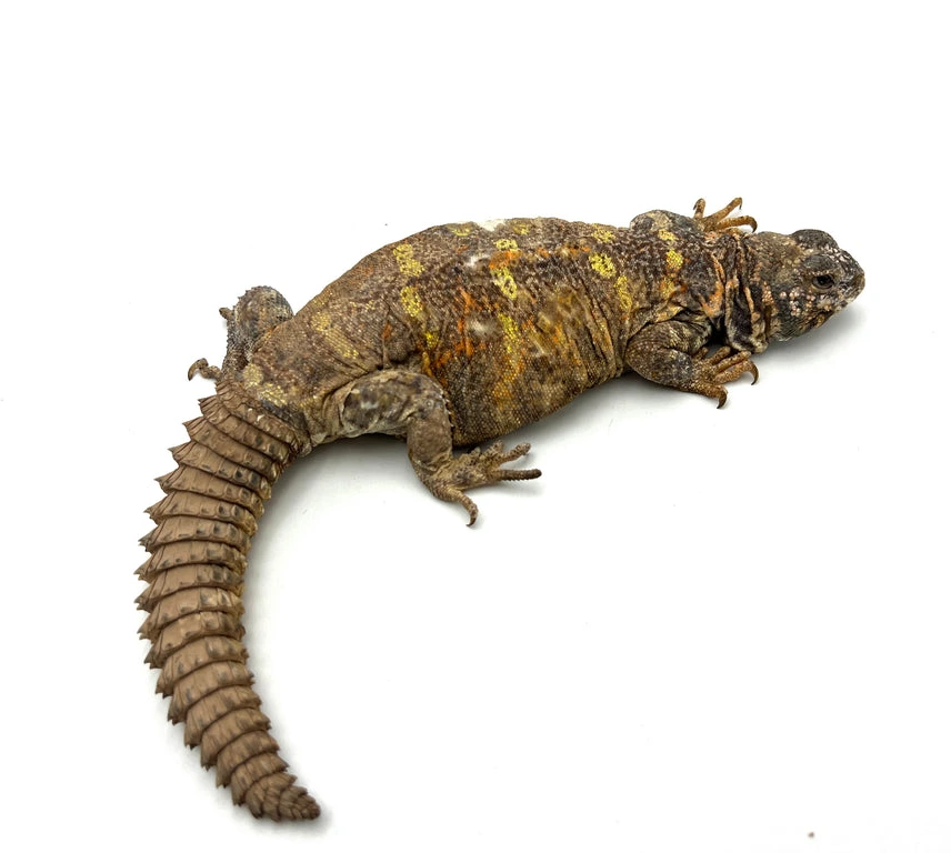 CBB Proven Breeder Ornate Uromastyx — image 2