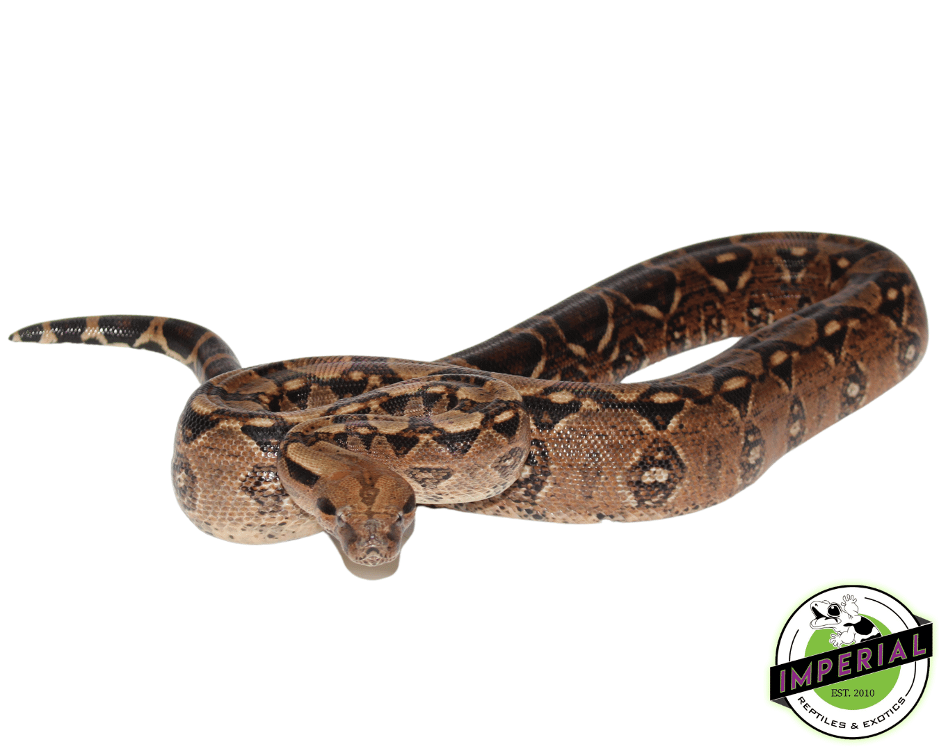 Central American Boa Adult Male — image 2