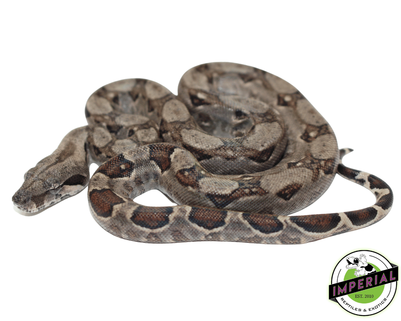 Central American Boa Baby — image 2