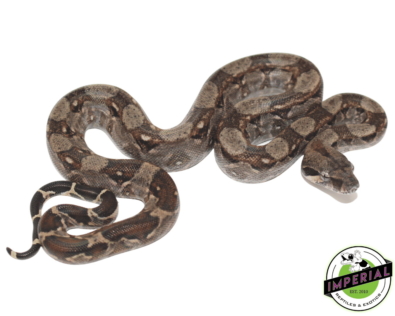 Central American Boa Baby