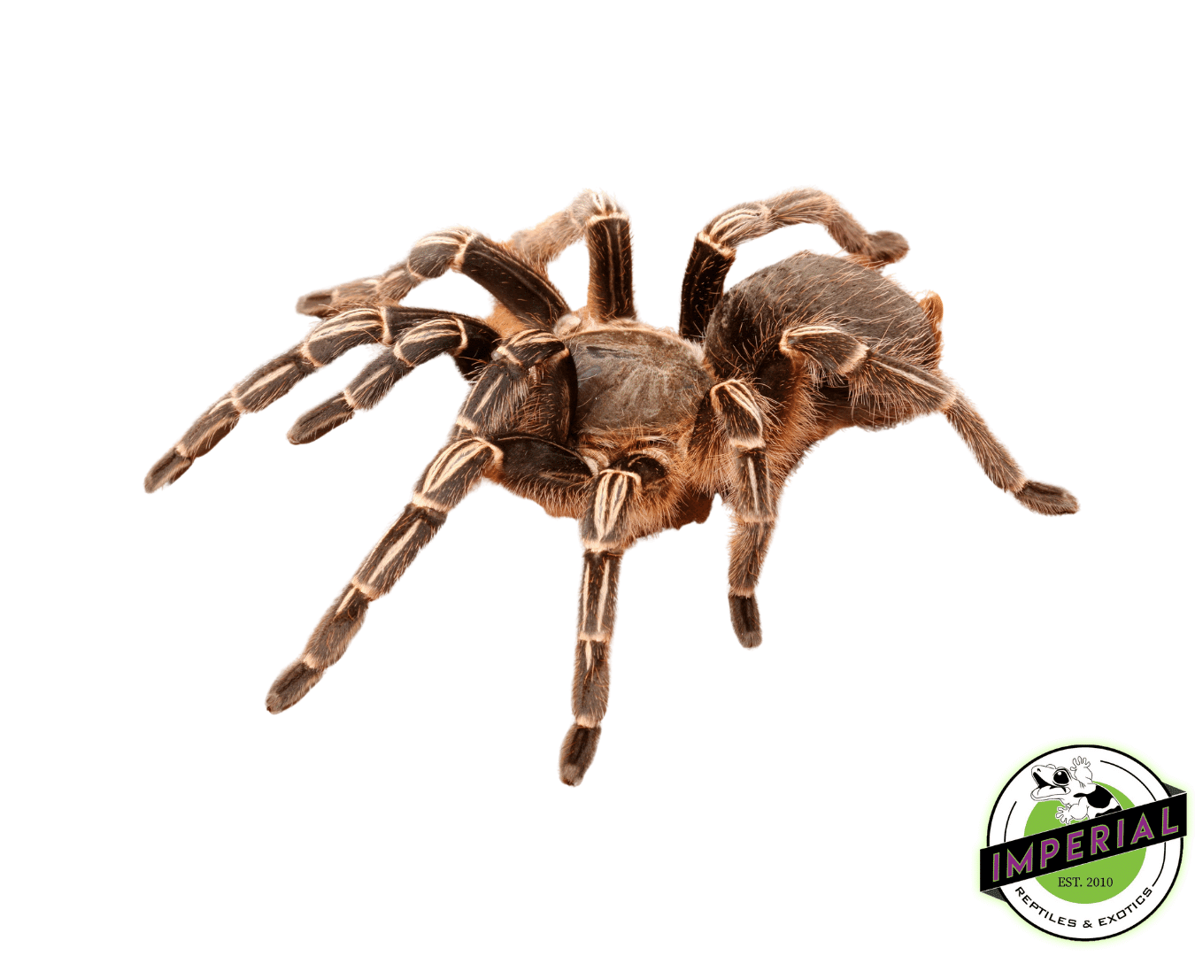 Chaco Goldenknee Tarantula (Grammostola pulchripes)