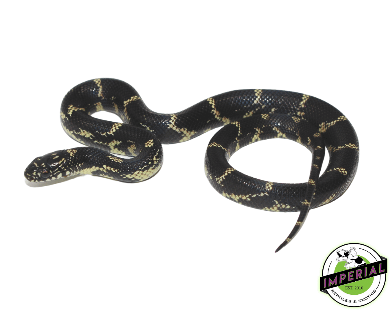 Chain Kingsnake