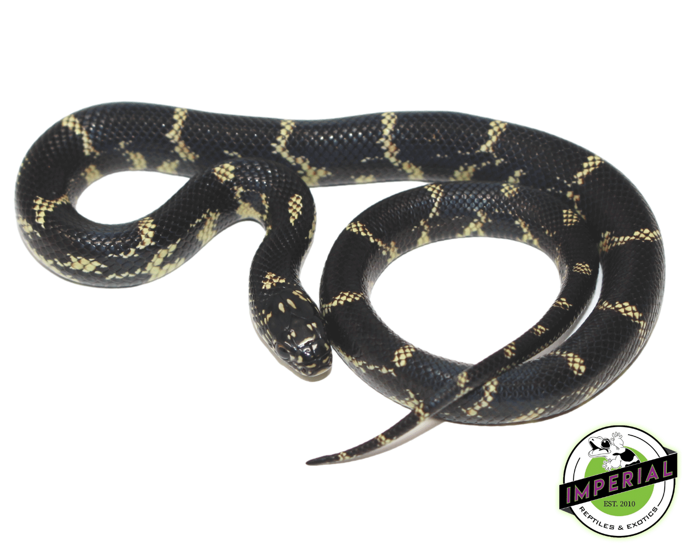 Chain Kingsnake — image 2