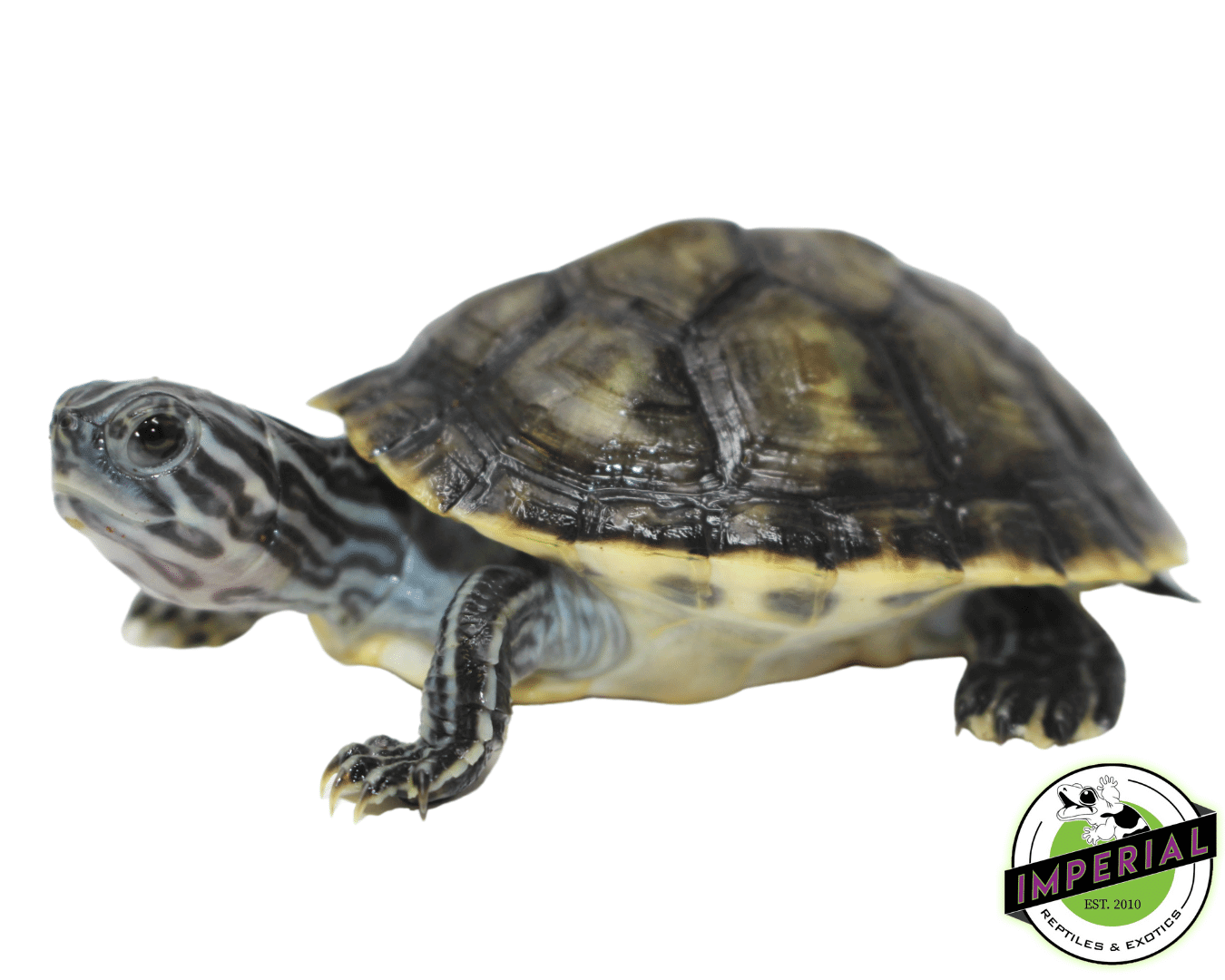 Charcoal Peninsula Cooter — image 3