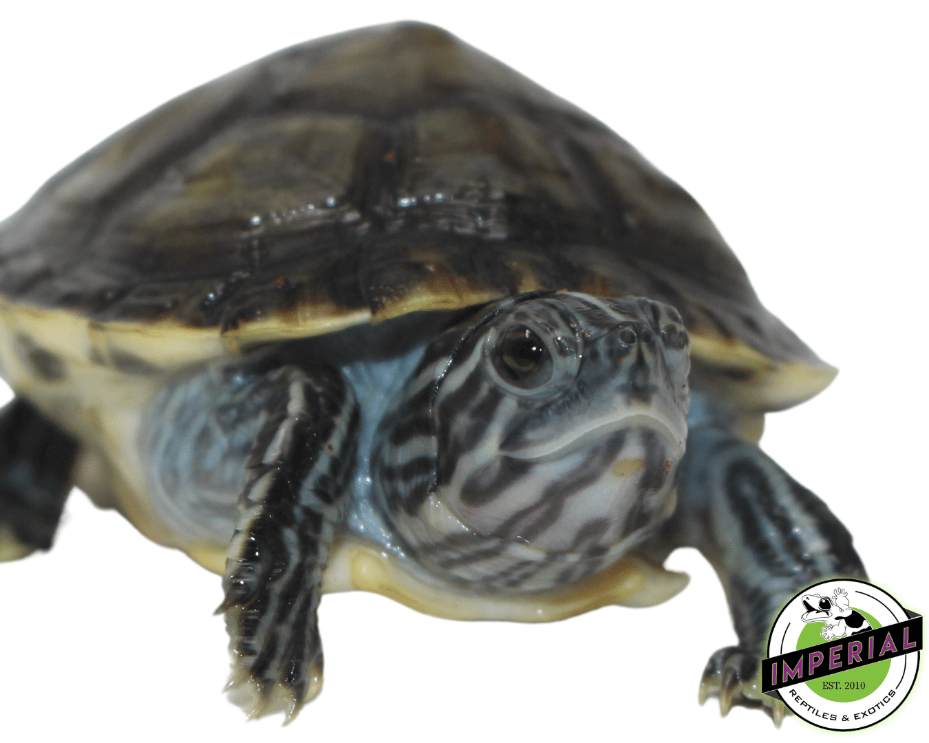 Charcoal Peninsula Cooter — image 2