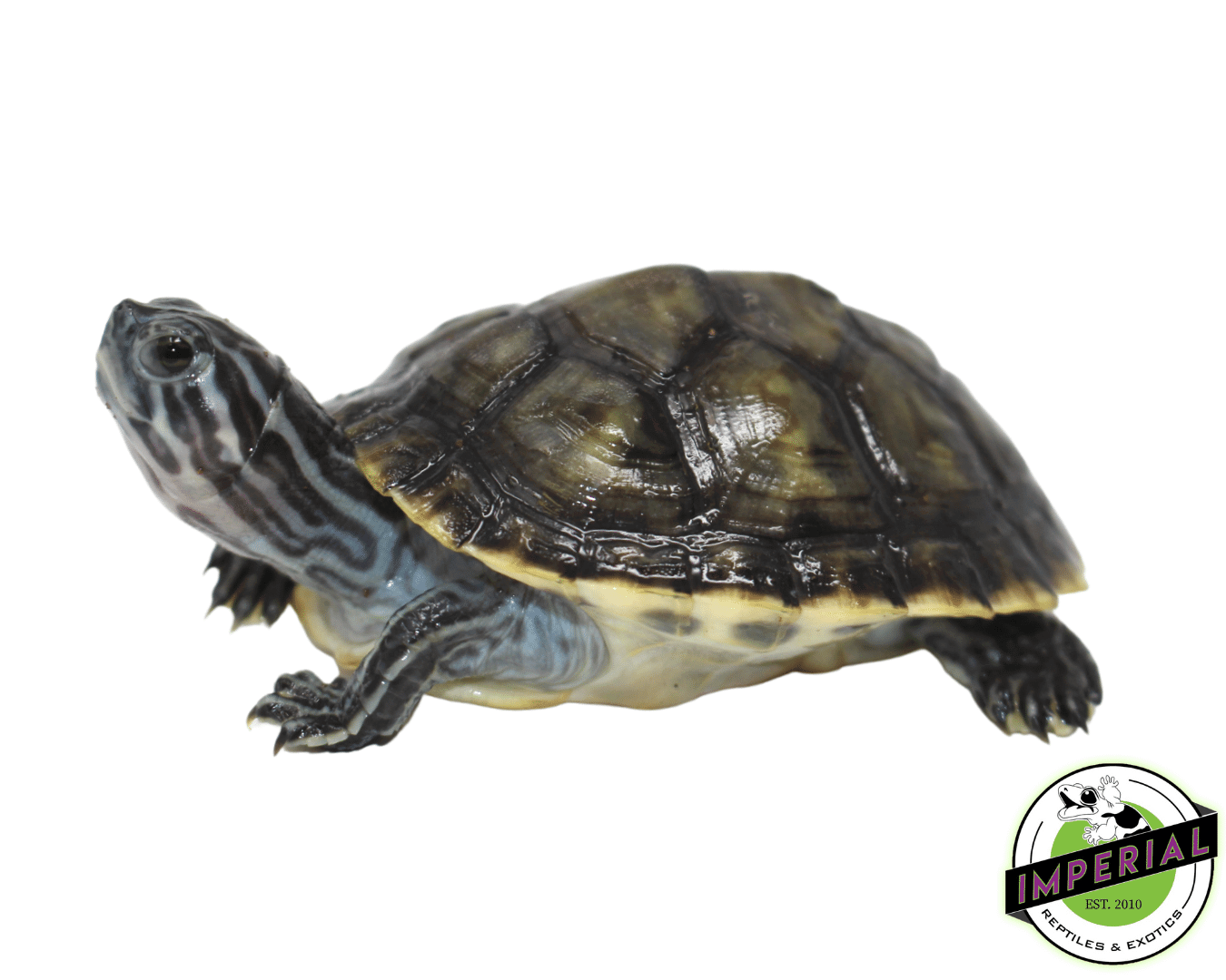 Charcoal Peninsula Cooter