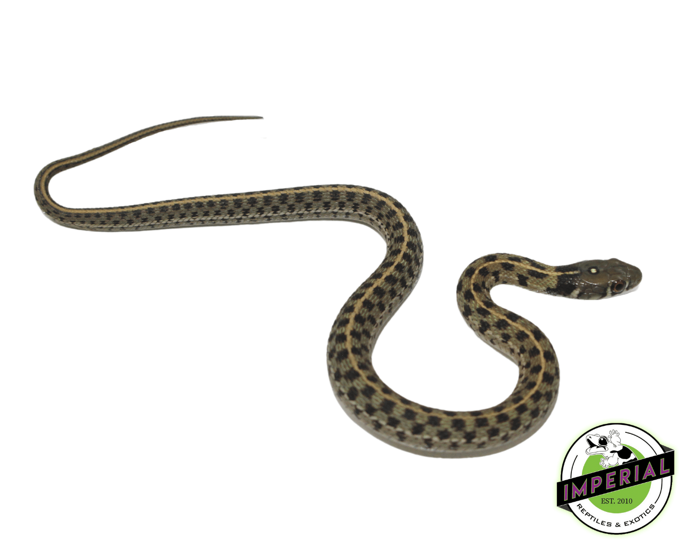 Checkered Garter Snake Baby
